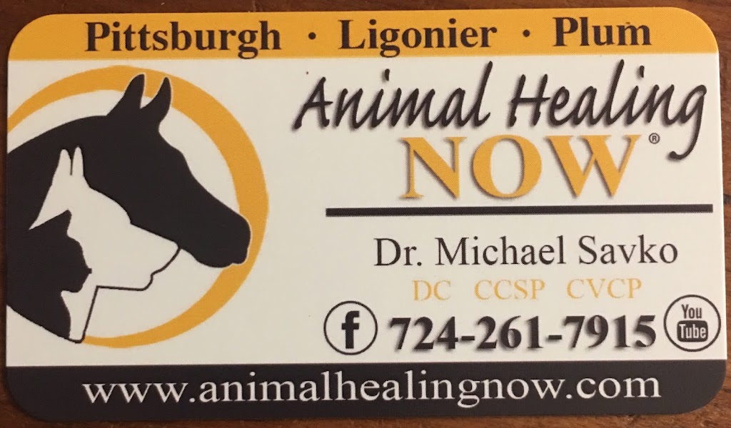 Animal Healing Now with Dr. Michael Savko | Holiday Park Veterinary Hospital, 1999 Golden Mile Highway, PA-286, Pittsburgh, PA 15239, USA | Phone: (724) 261-7915