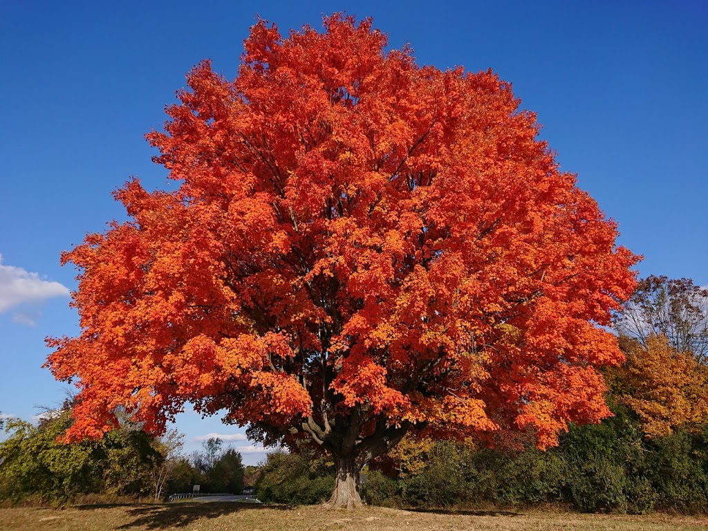 Alum Creek Park | 4171 Lewis Center Rd, Galena, OH 43021, USA | Phone: (740) 548-6151