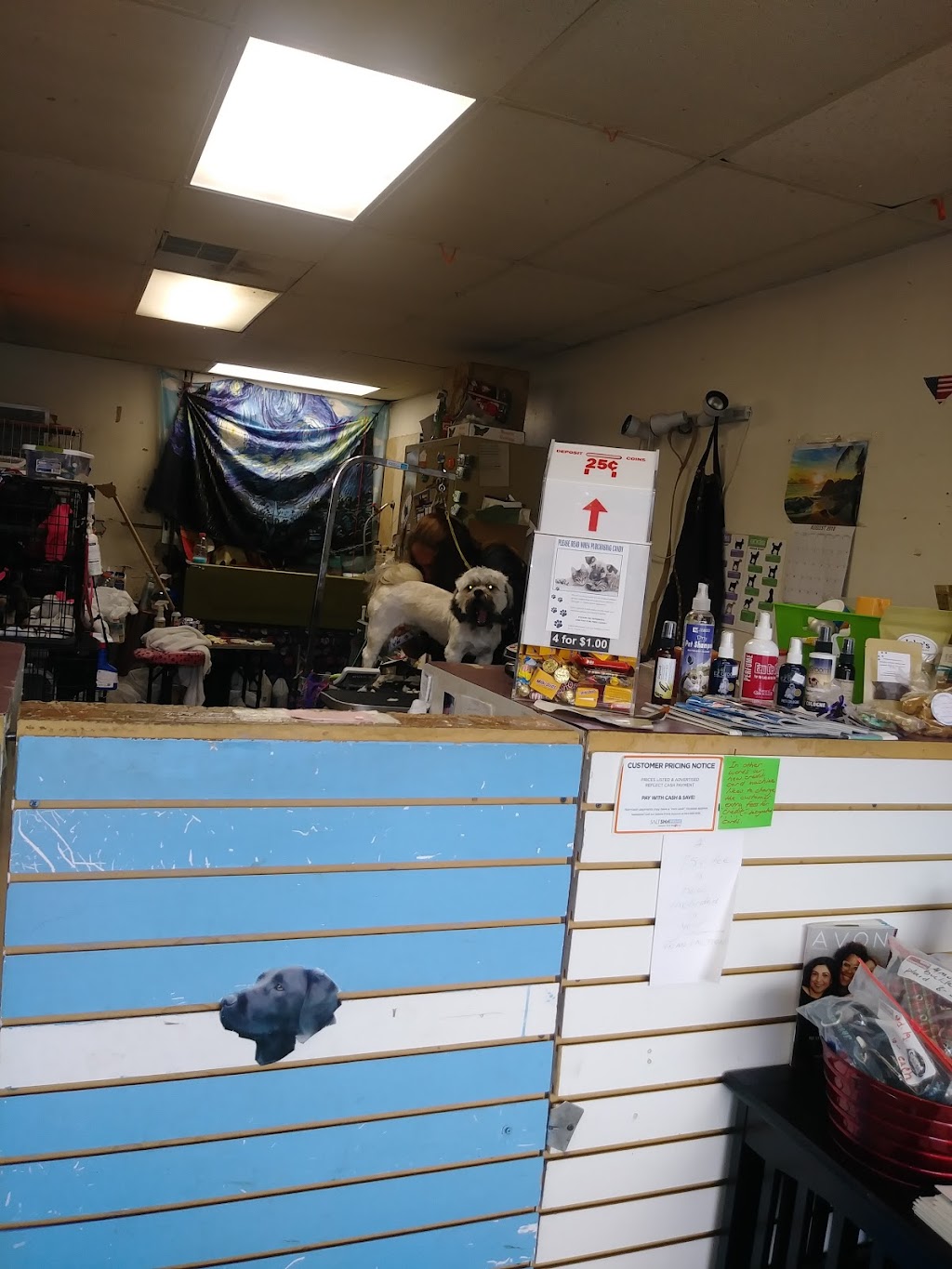 Wash-A-Terrier | 550 College Dr, Middleburg, FL 32068, USA | Phone: (904) 276-5076