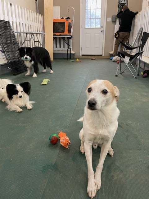 Ace Home Inspections | 110 Wolf Rd, Albany, NY 12205, USA | Phone: (518) 727-7091