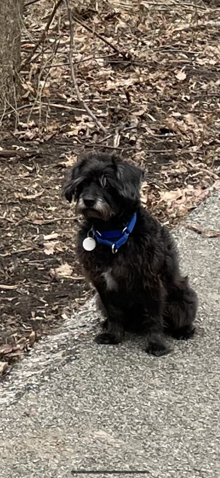 Doggie Styles | 471 Newell St, Painesville, OH 44077, USA | Phone: (440) 639-1787