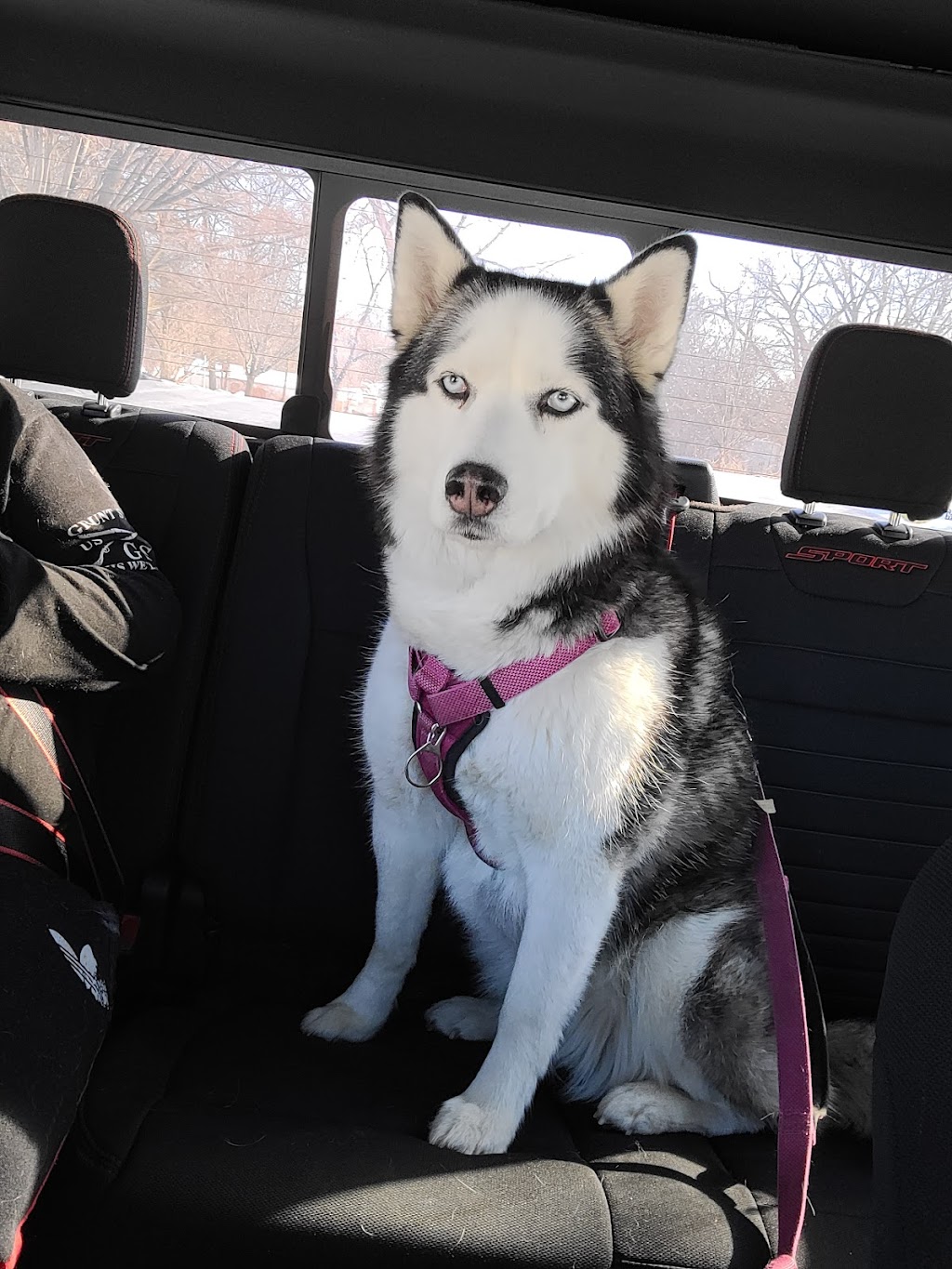 Affordable Veterinary Clinic | 304 E Columbia Ave, Belleville, MI 48111, USA | Phone: (734) 699-3800