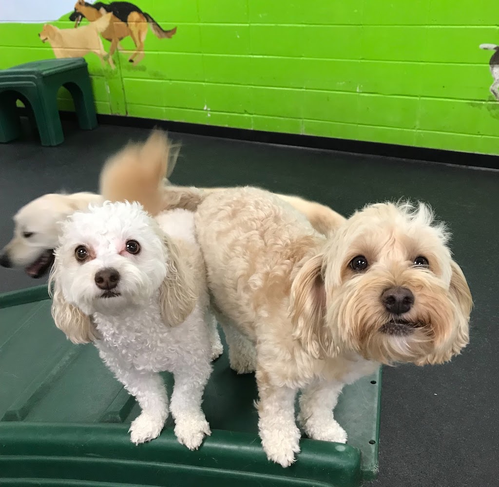 American Boarding Kennel | 1102 State Hwy 13 E, Burnsville, MN 55337, USA | Phone: (952) 894-5100
