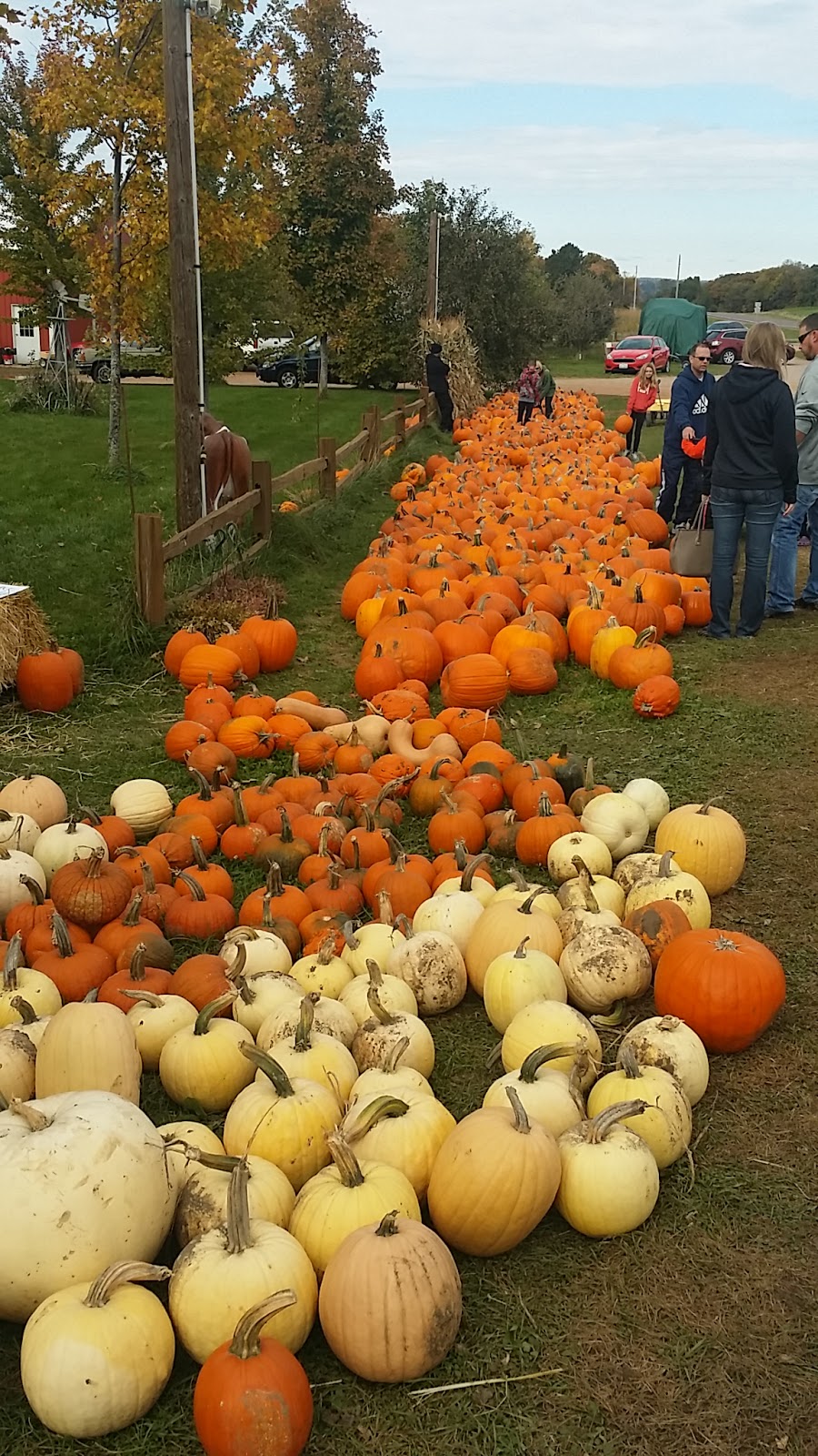 Peters Pumpkins & Carmens Corn | 12860 Old Brick Yard Rd, Shakopee, MN 55379, USA | Phone: (952) 906-0247