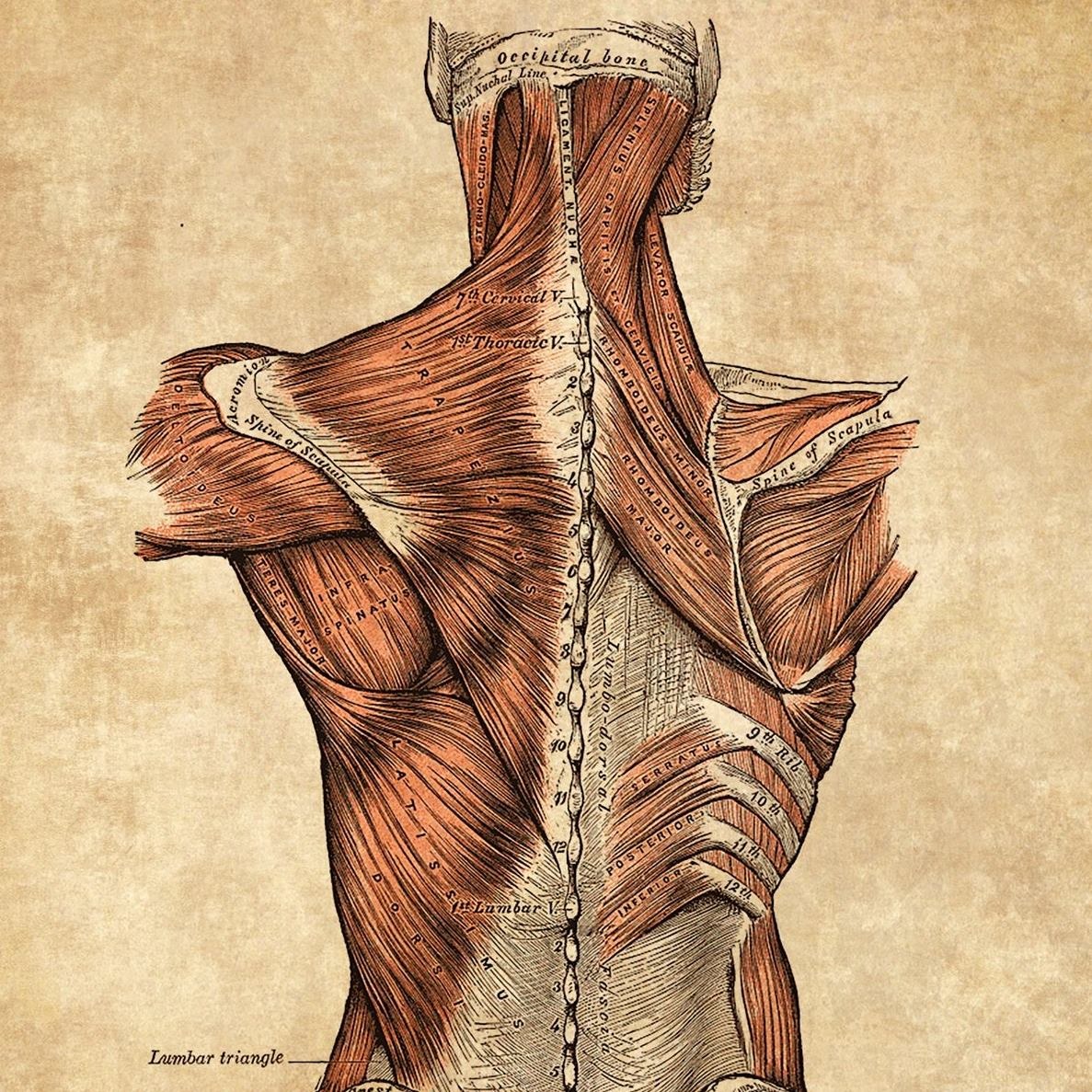 Sandpoint Medical Massage & Bodyworks, LLC | 102 Euclid Ave Suite 201, Sandpoint, ID 83864, United States | Phone: (208) 502-0728