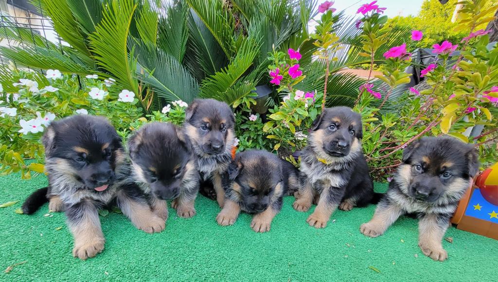 Must Love German Shepherd Dogs | 3705 Valencia Ave N, San Bernardino, CA 92404, USA | Phone: (909) 918-7078