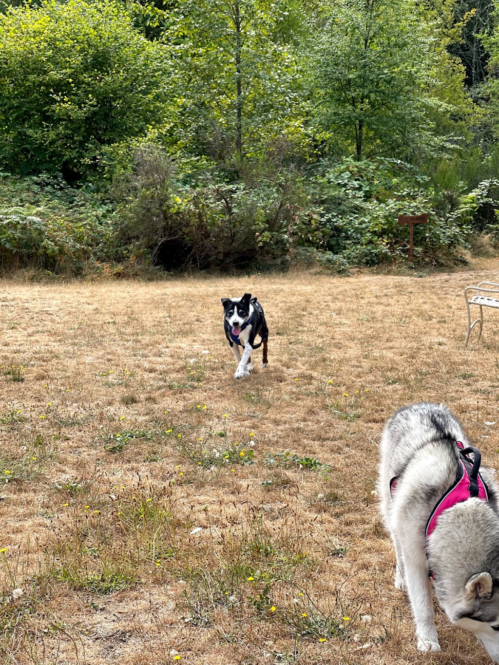 Bandix Dog Park | 13390 Bandix Rd SE, Olalla, WA 98359, USA | Phone: (253) 853-5787