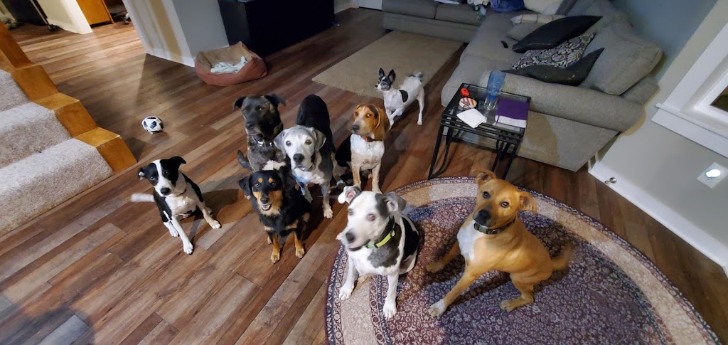 Diamond L Veterinary Services | 1307 W South Commerce St, Wills Point, TX 75169, USA | Phone: (972) 284-9553