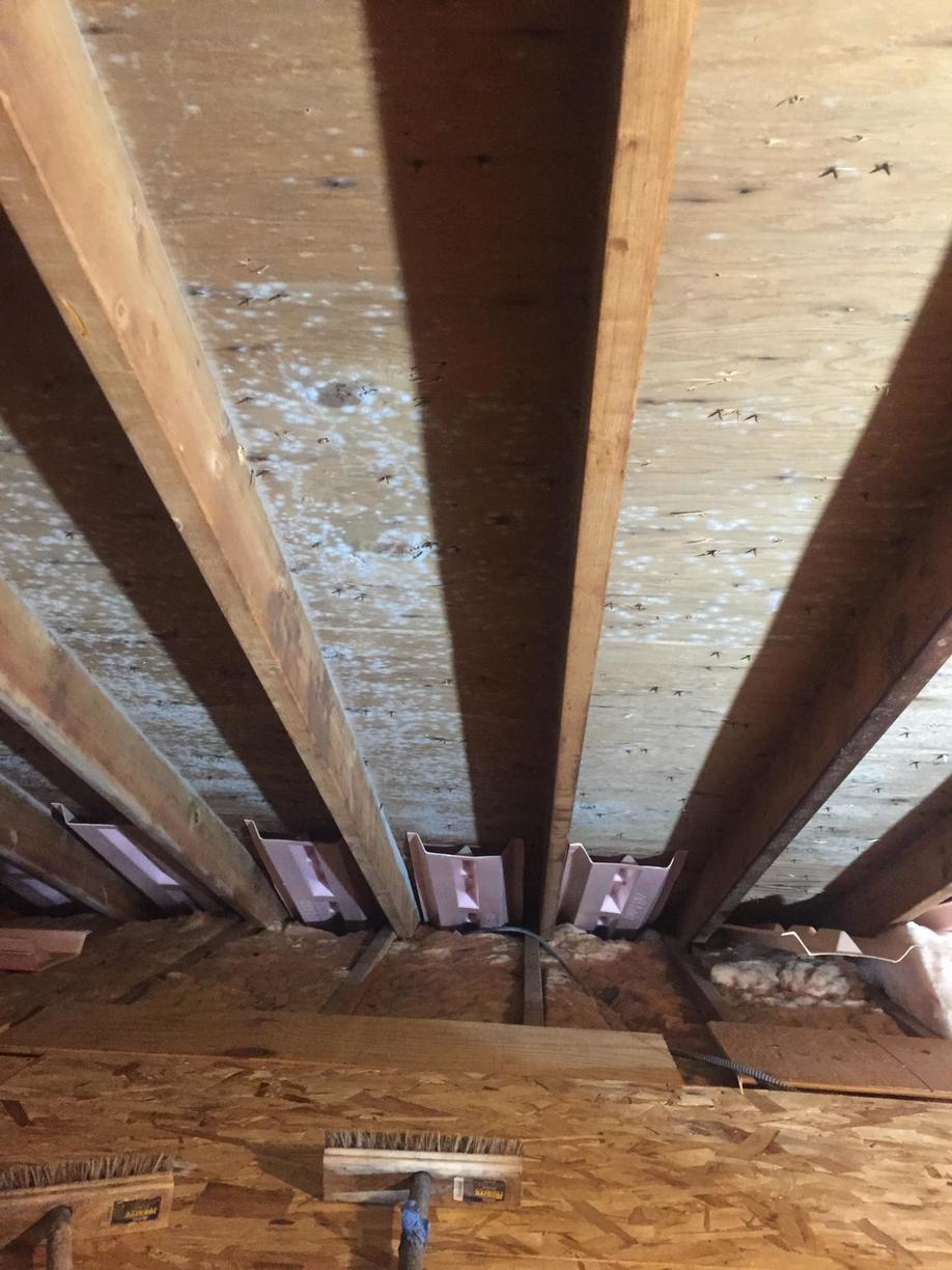 Albany Mold LLC | 133 Spring St 2nd fl, Albany, NY 12203, USA | Phone: (800) 727-0806