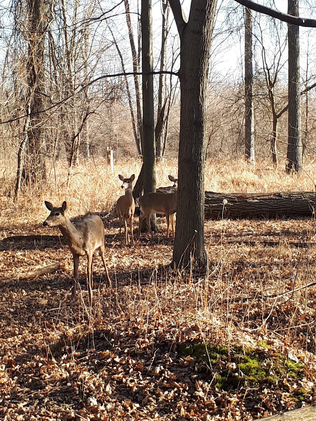 Ojibway Prairie Provincial Nature Reserve | 5200 Matchette Rd, Windsor, ON N9C 4E8, Canada | Phone: (519) 966-5852