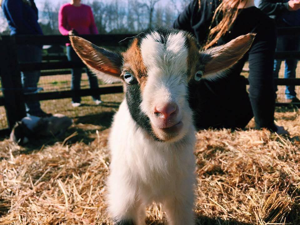 Crickets Mobile Petting Zoo | 3900 Paul Samuel Rd NW, Kennesaw, GA 30152, USA | Phone: (770) 789-1422