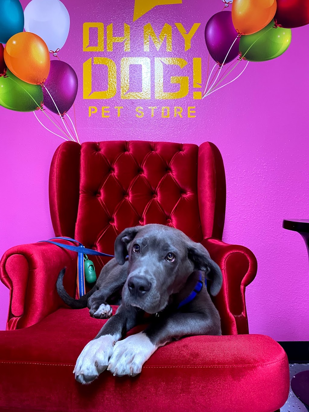 Oh My Dog! Pet Store | 6315 Kathleen Rd bldg 2, Lakeland, FL 33810 | Phone: (863) 345-1220