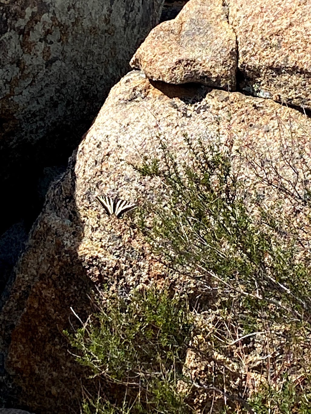 Mt. Gower County Preserve | 17090 Gunn Stage Rd, Ramona, CA 92065, USA | Phone: (760) 788-3326
