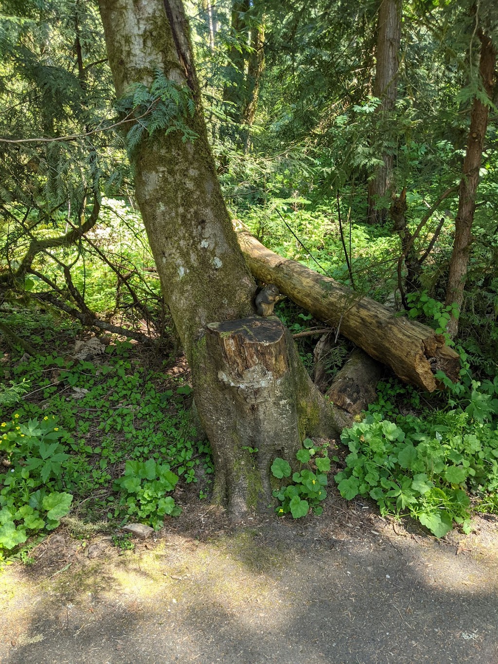 Tualatin Hills Nature Park | 15655 SW Millikan Way, Beaverton, OR 97006, USA | Phone: (503) 645-6433