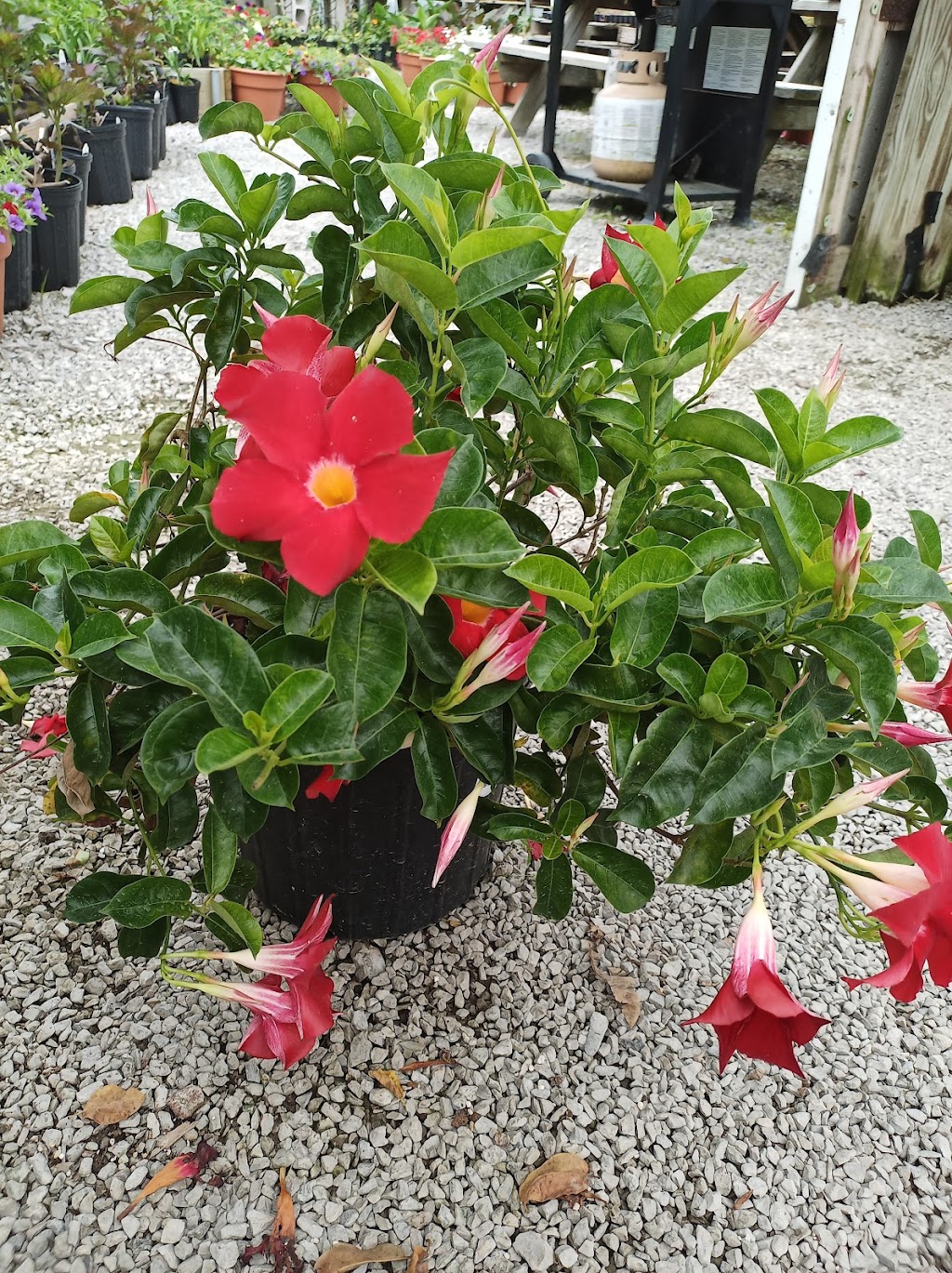 Grants Garden Center | 2115 OH-131, Batavia, OH 45103, USA | Phone: (513) 625-5100