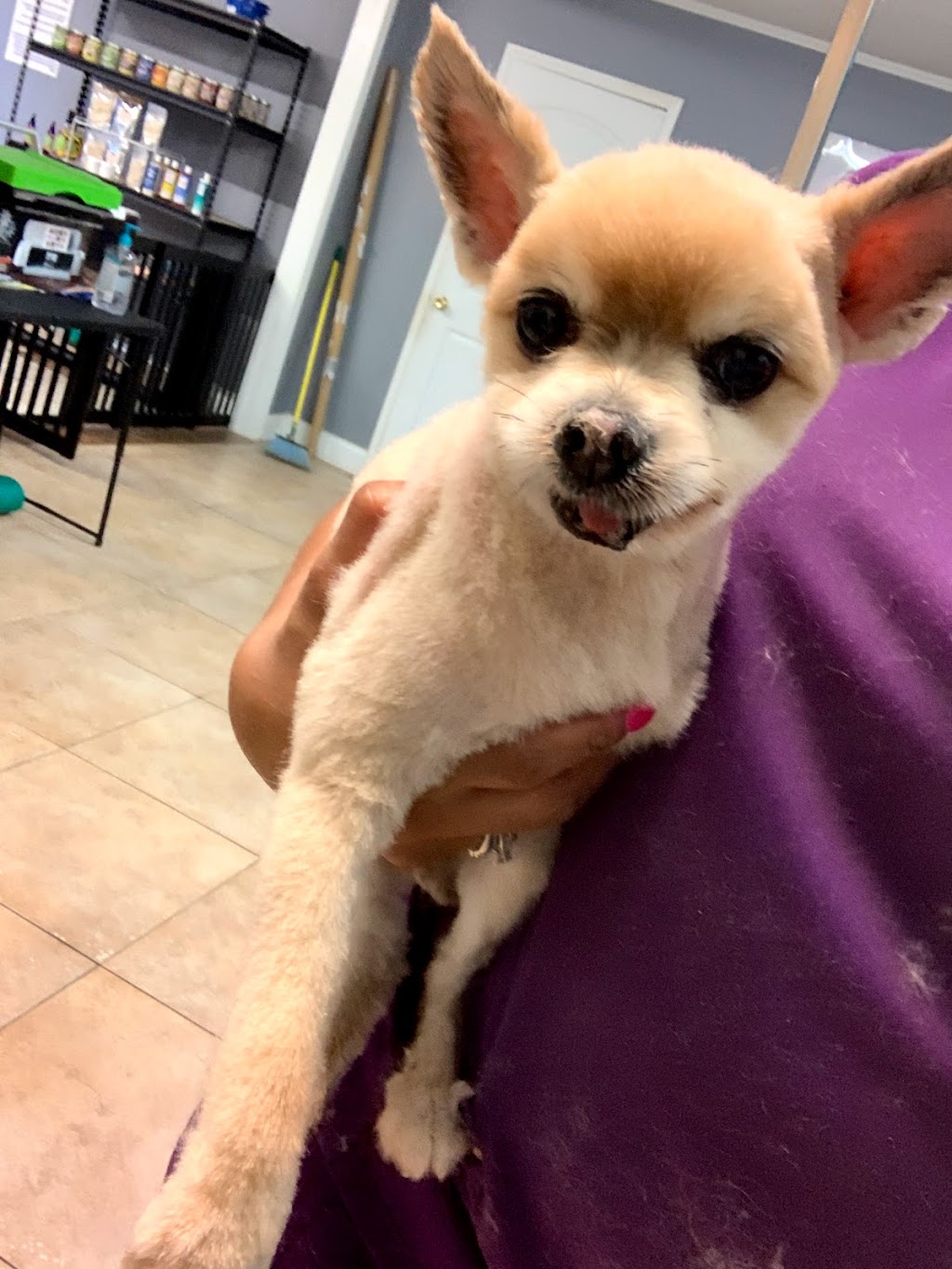 Pet Parlor Pet Grooming ,LLC | 12615 Greenwell Springs Rd, Baton Rouge, LA 70814, USA | Phone: (225) 275-7848