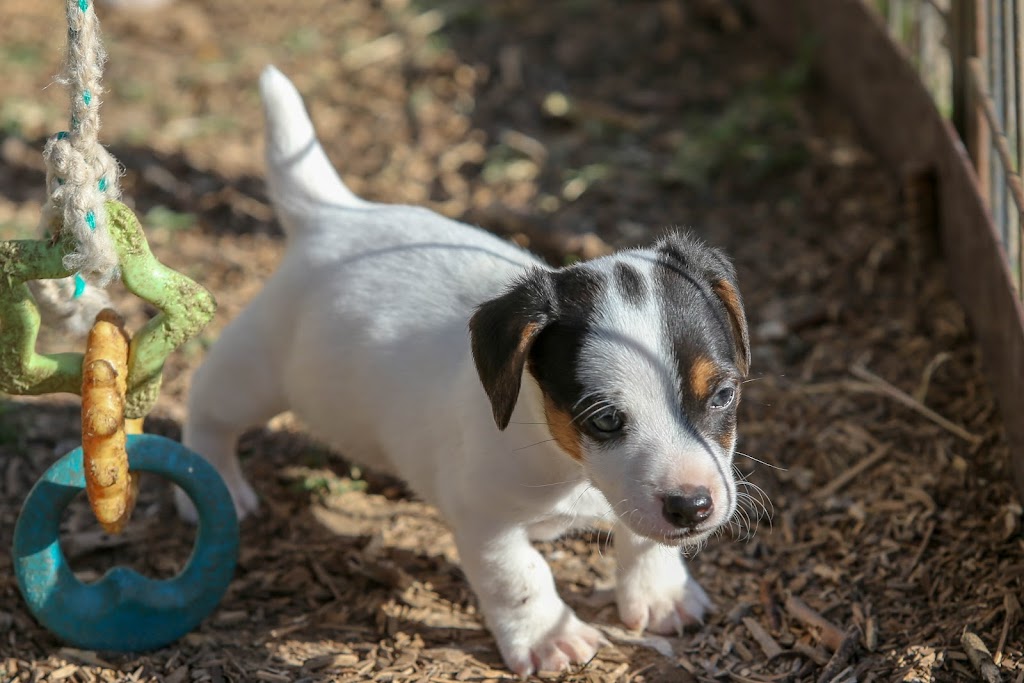 42 Jack Russell Terriers | 354198 E 1000 Rd, Prague, OK 74864, USA | Phone: (405) 567-1636