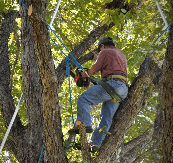 Bronx Tree Pro - Tree Removal, Cutting & Trimming Service | 3175 Wissman Ave, The Bronx, NY 10465, United States | Phone: (718) 450-9292