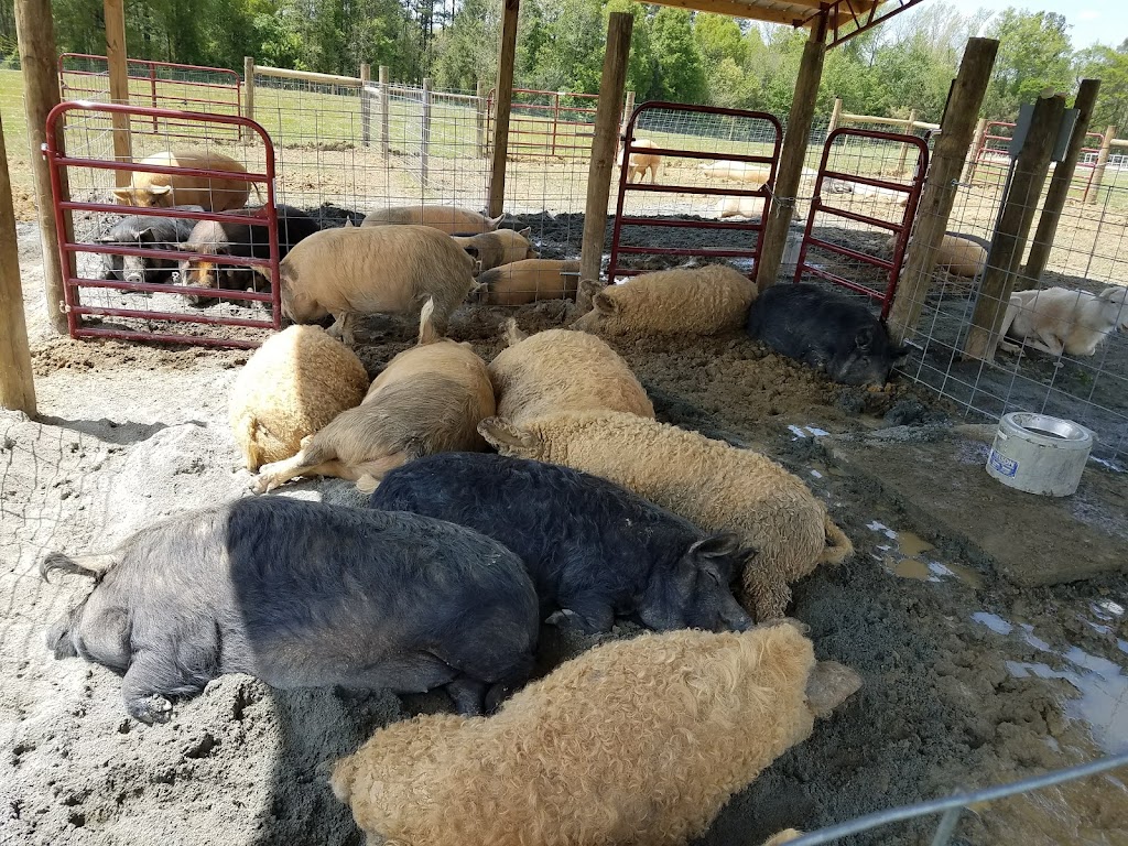 Bull City Farm | 5315 Isham Chambers Rd, Rougemont, NC 27572, USA | Phone: (919) 477-6684