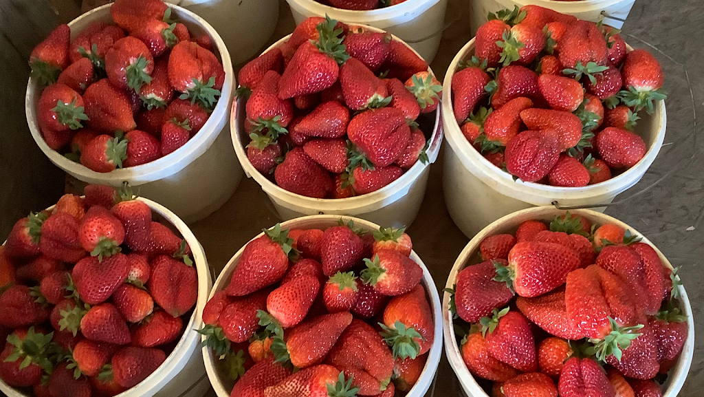 C&S Strawberry Patch | 6382 Horseshoe Bar Rd, Loomis, CA 95650, USA | Phone: (916) 398-0306