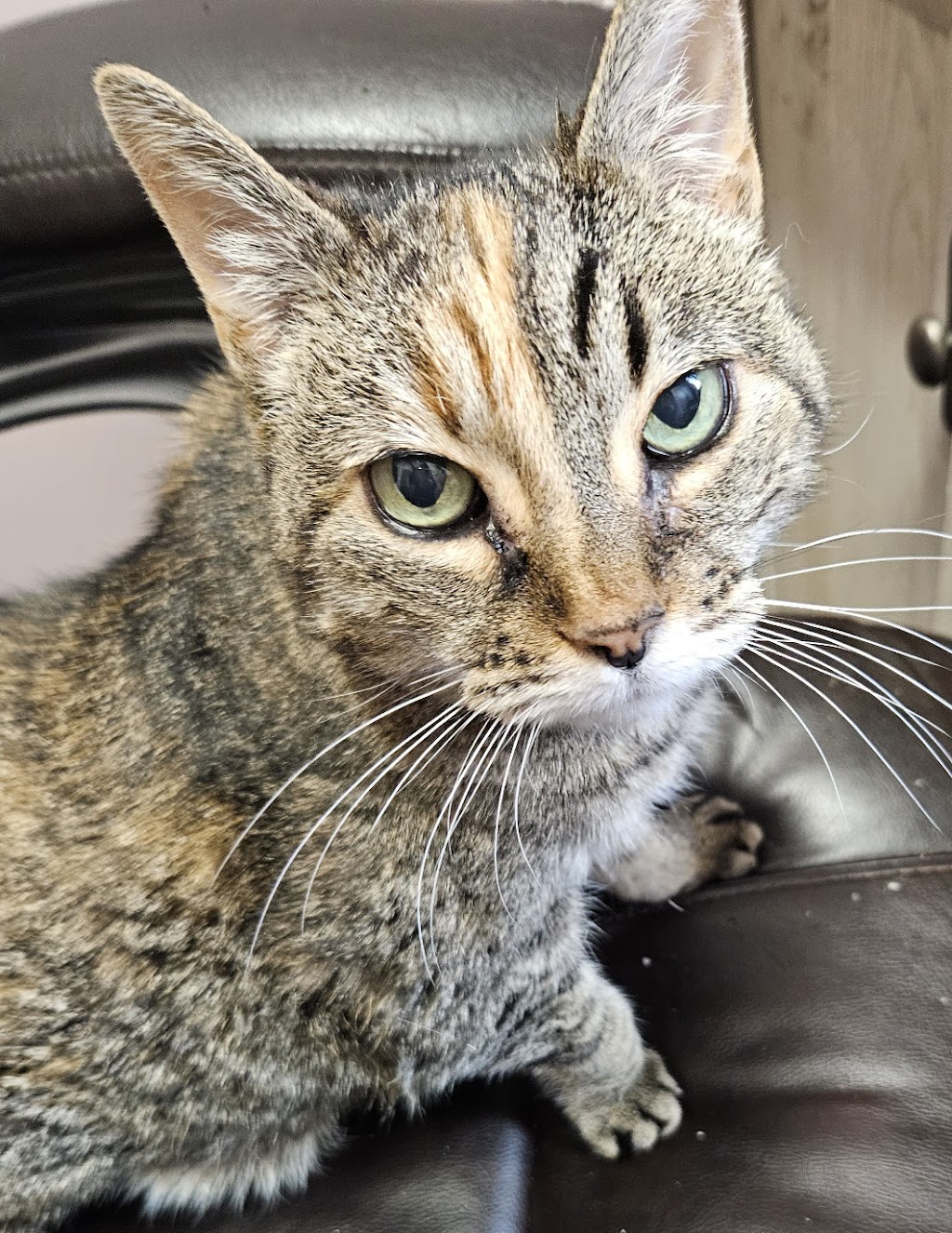 Animal House Veterinary Hospital | 4202 Jeffco Blvd, Arnold, MO 63010, USA | Phone: (636) 464-1038