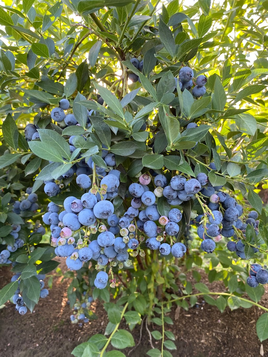 Neck Road Produce | 18945 SE Neck Rd, Dayton, OR 97114, USA | Phone: (503) 714-5556