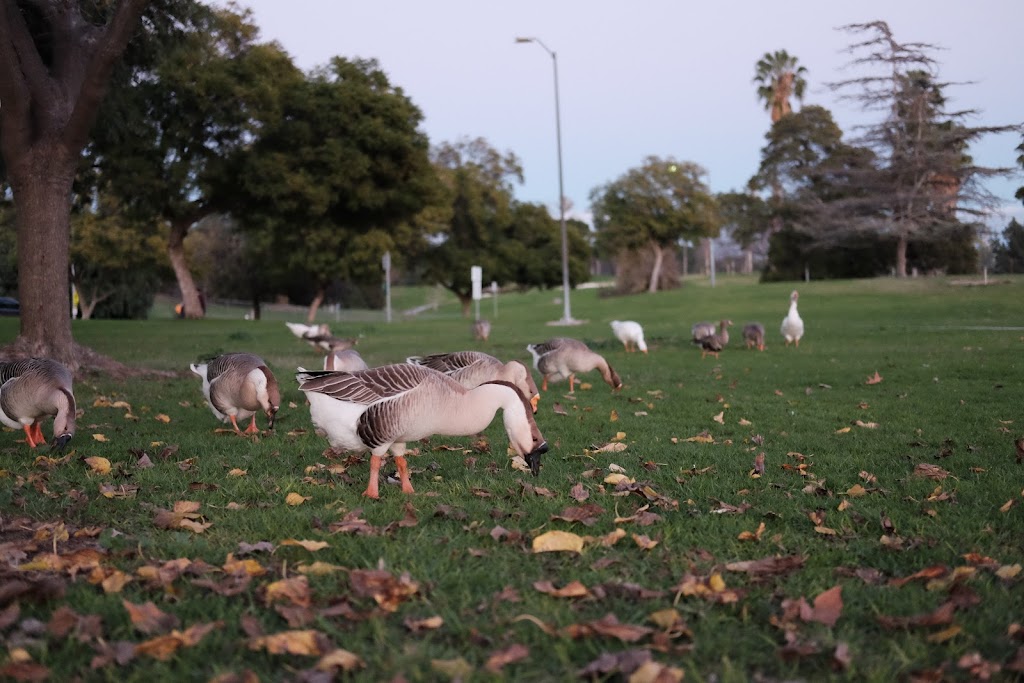 La Mirada Community Regional Park | 13701 Adelfa Dr, La Mirada, CA 90638, USA | Phone: (562) 902-5645