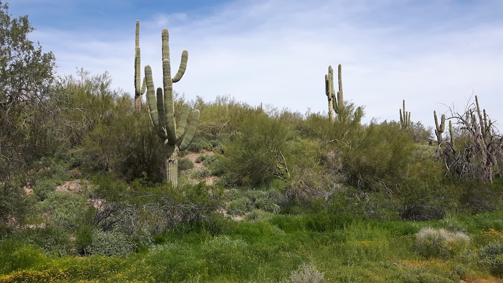 Desert Enclave Preserve | New River Rd, Cave Creek, AZ 85331, USA | Phone: (480) 488-6131