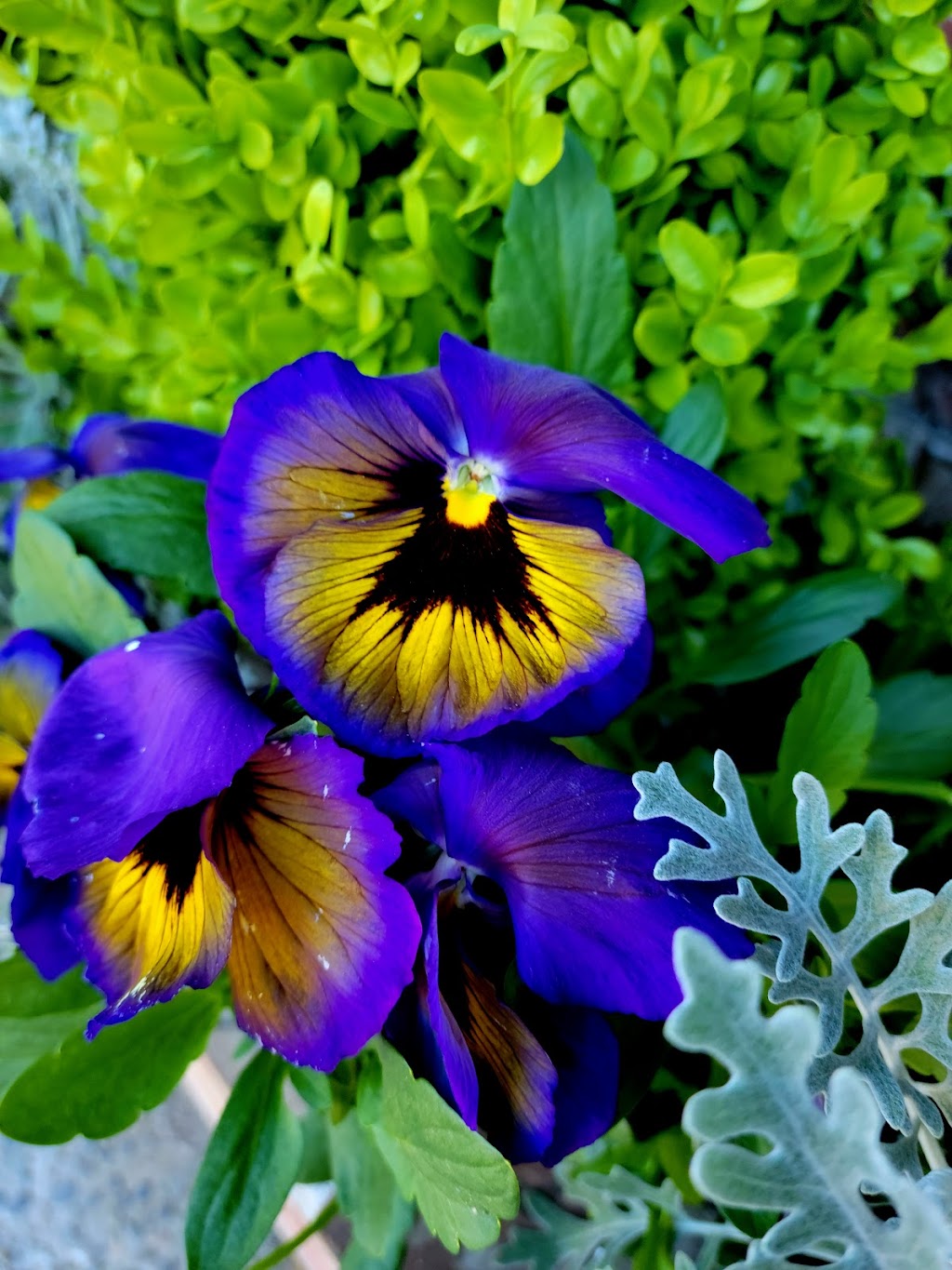 Maple Valley Buds & Blooms | 23220 Maple Valley Black Diamond Rd SE #11, Maple Valley, WA 98038, USA | Phone: (425) 432-1229