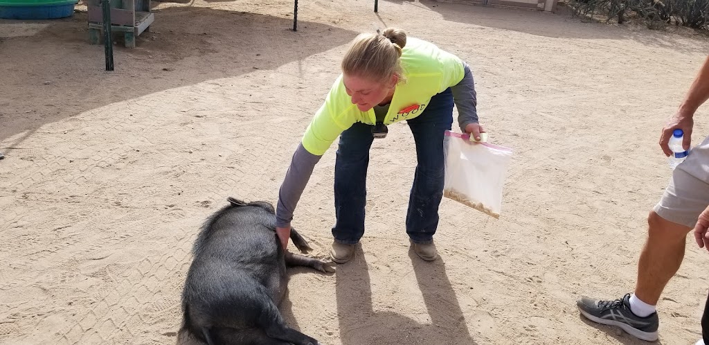 Ironwood Pig Sanctuary | 34656 E Crystal Visions Rd, Marana, AZ 85658, USA | Phone: (520) 579-8847