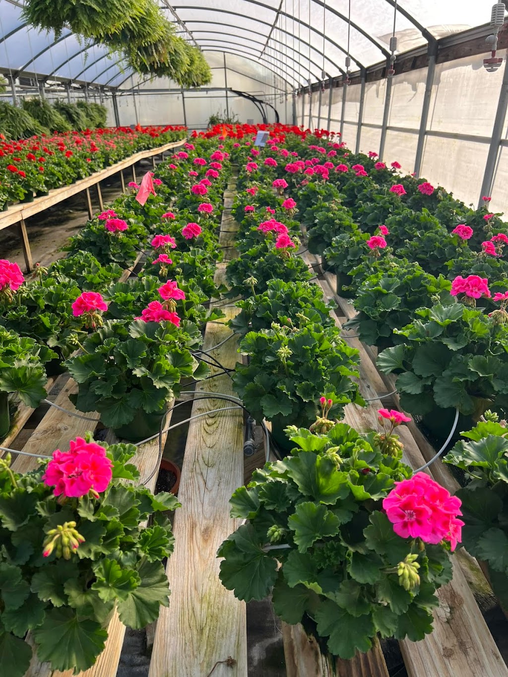 Evans Plant Farm | 7633 Manchester Pike, Murfreesboro, TN 37127, USA | Phone: (615) 895-5990