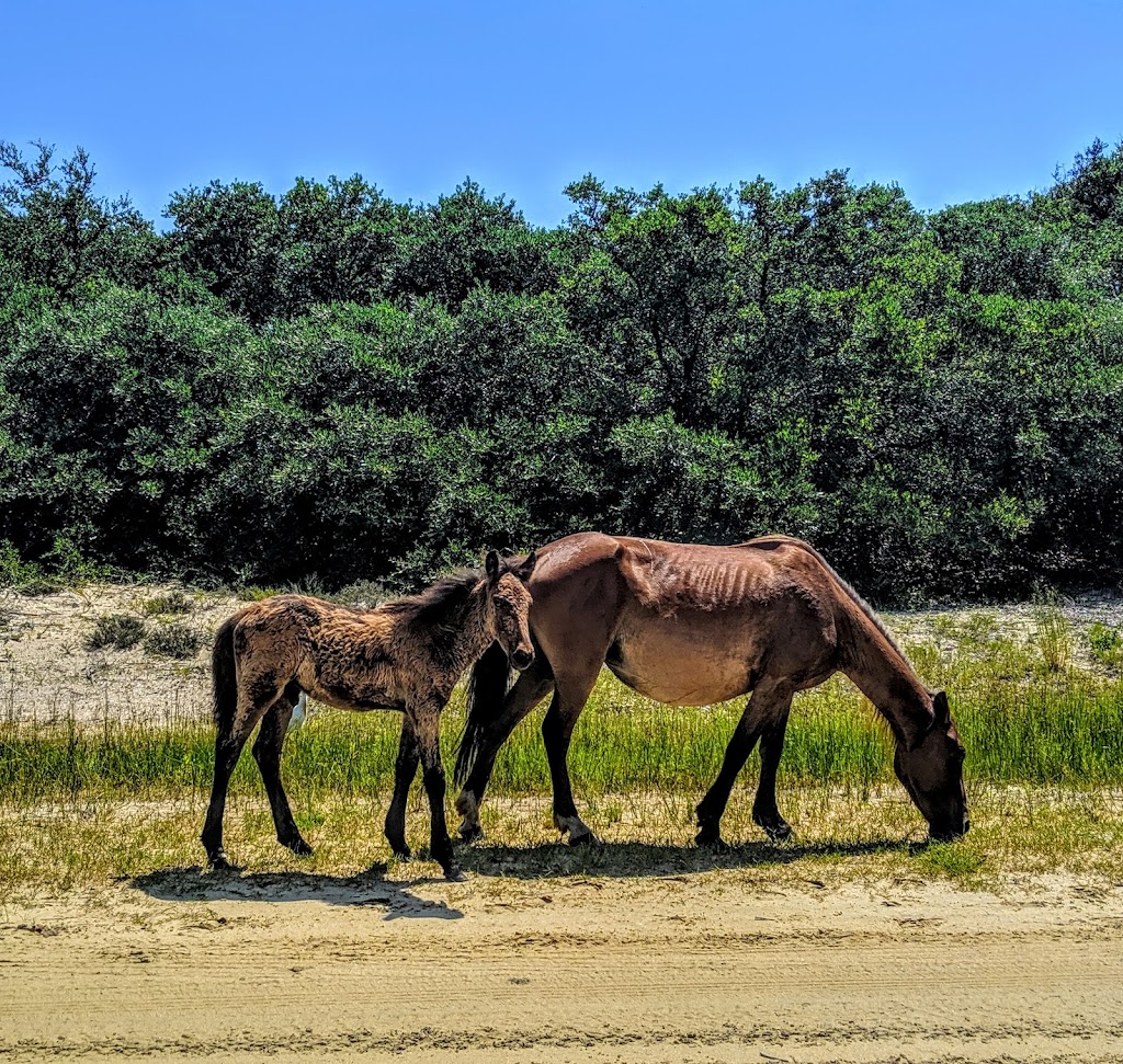 Back Country Safari Horse Tours | Light Town Center, 1159 Austin St, Corolla, NC 27927 | Phone: (252) 453-0877