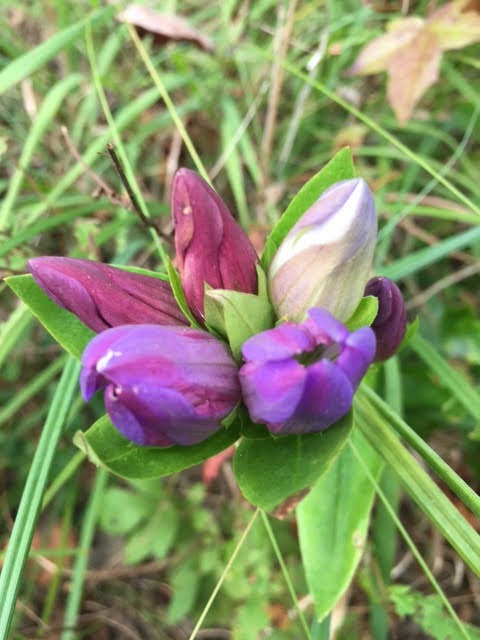 Cherry Orchard Bog Natural Area Preserve | Baxter Rd, Disputanta, VA 23842, USA | Phone: (804) 786-7951