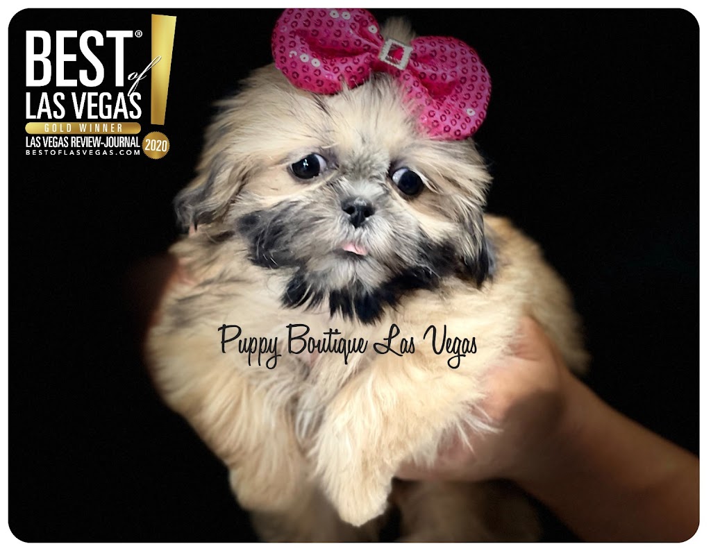 Puppy Boutique Las Vegas | 4343 N Rancho Dr #244, Las Vegas, NV 89130, USA | Phone: (702) 658-8820