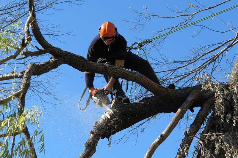 Bronx Tree Pro - Tree Removal, Cutting & Trimming Service | 3175 Wissman Ave, The Bronx, NY 10465, United States | Phone: (718) 450-9292