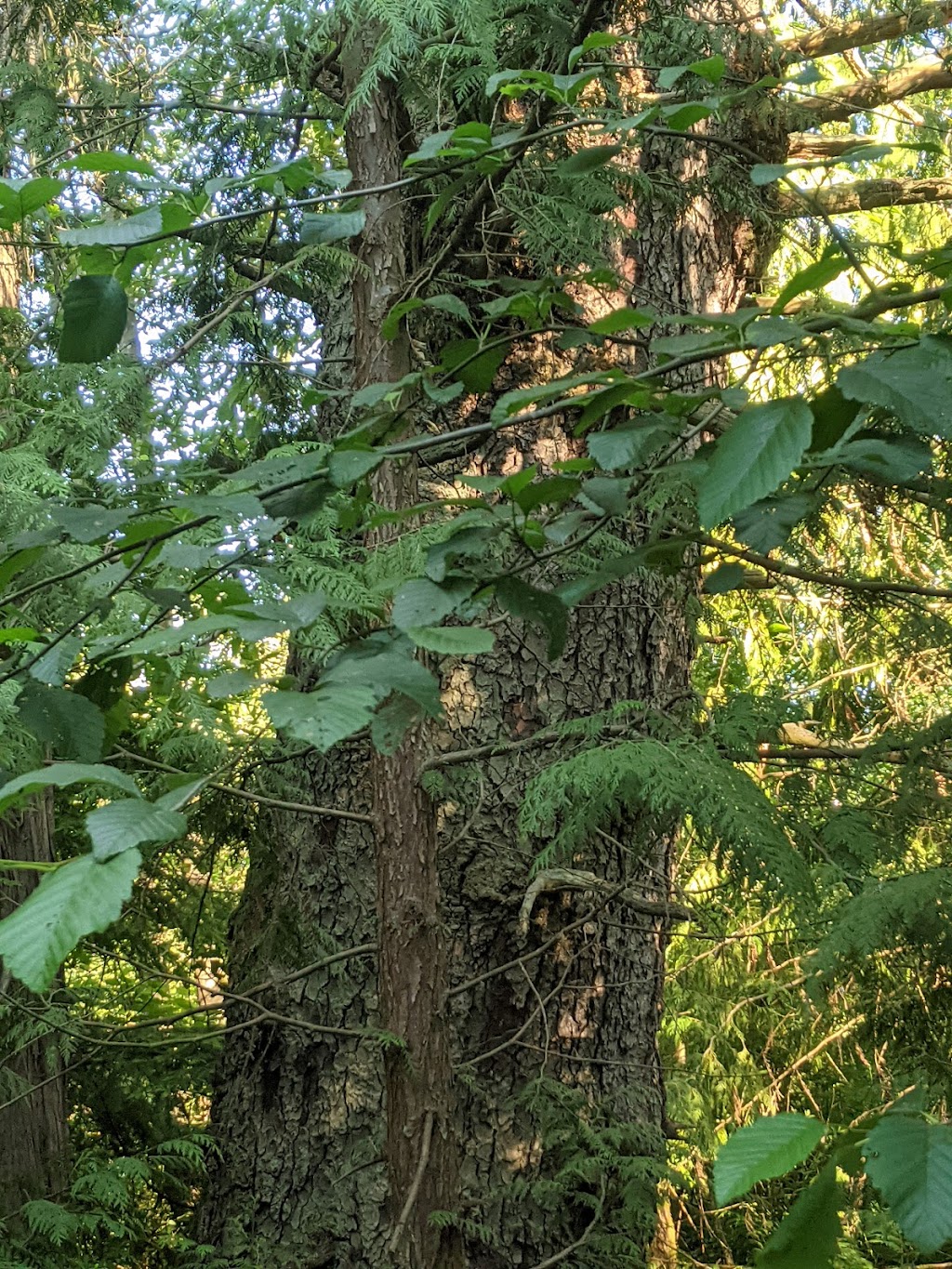 West Hylebos Wetlands Park | 411 S 348th St, Federal Way, WA 98003, USA | Phone: (253) 835-6901