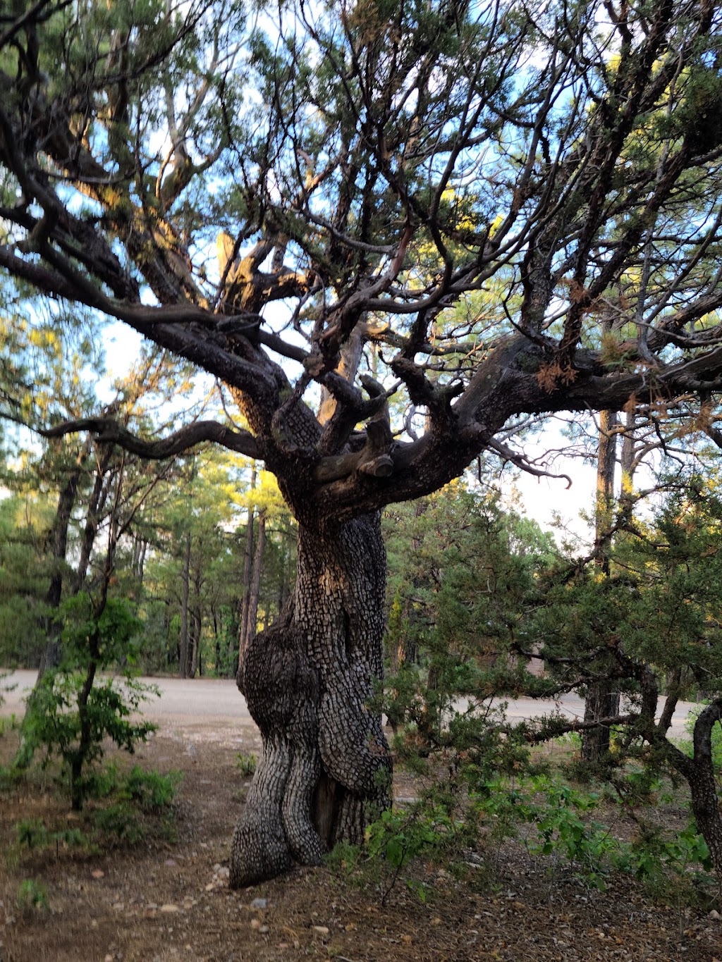 Manzano Mountains State Park | Co Rd B062, Mountainair, NM 87036, USA | Phone: (505) 469-7608