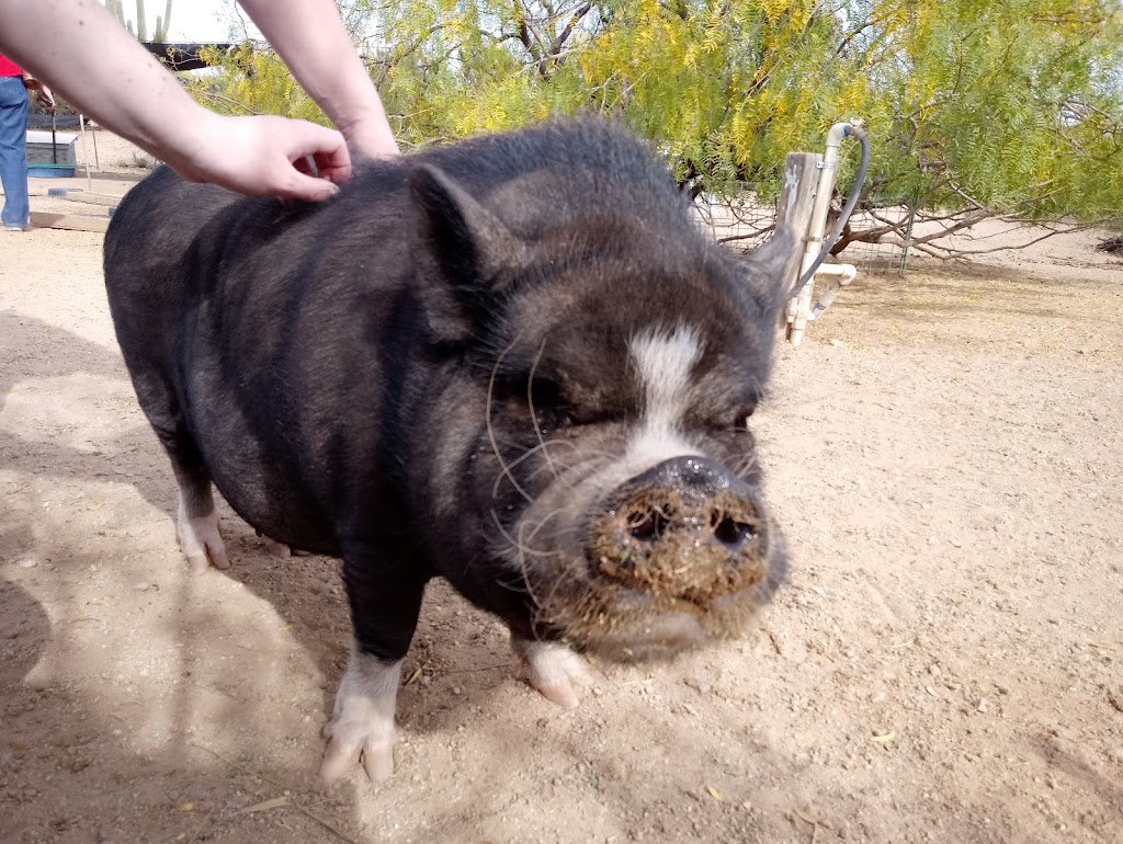 Ironwood Pig Sanctuary | 34656 E Crystal Visions Rd, Marana, AZ 85658, USA | Phone: (520) 579-8847