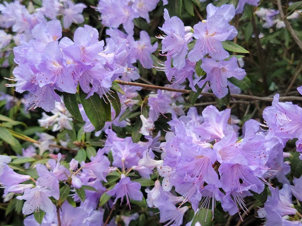 Rhododendron Species Botanical Garden | 2525 South 336th St, Federal Way, WA 98003, USA | Phone: (253) 838-4646