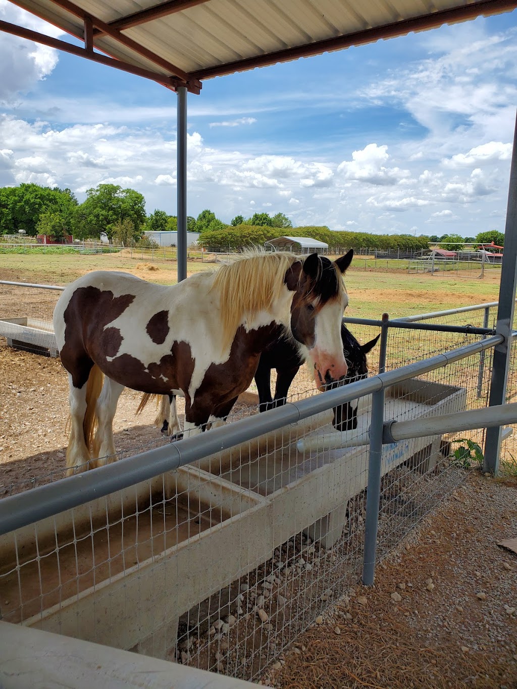 Sharkarosa Wildlife Ranch | 11670 Massey Rd, Pilot Point, TX 76258, USA | Phone: (940) 686-4600