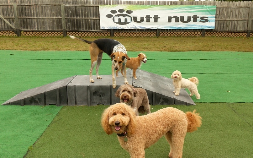 Mutt Nuts | 7224 Winnetka Ave N, Brooklyn Park, MN 55428, USA | Phone: (763) 535-3333 Mutt Nuts | 7224 Winnetka Ave N, Brooklyn Park, MN 55428, USA | Phone: (763) 535-3333