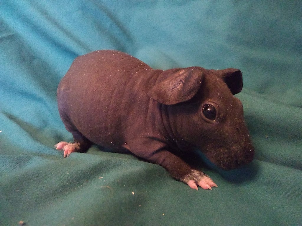 Critters Pet Shop | 7210 Lincoln Way E, Wooster, OH 44691, USA | Phone: (330) 669-7387