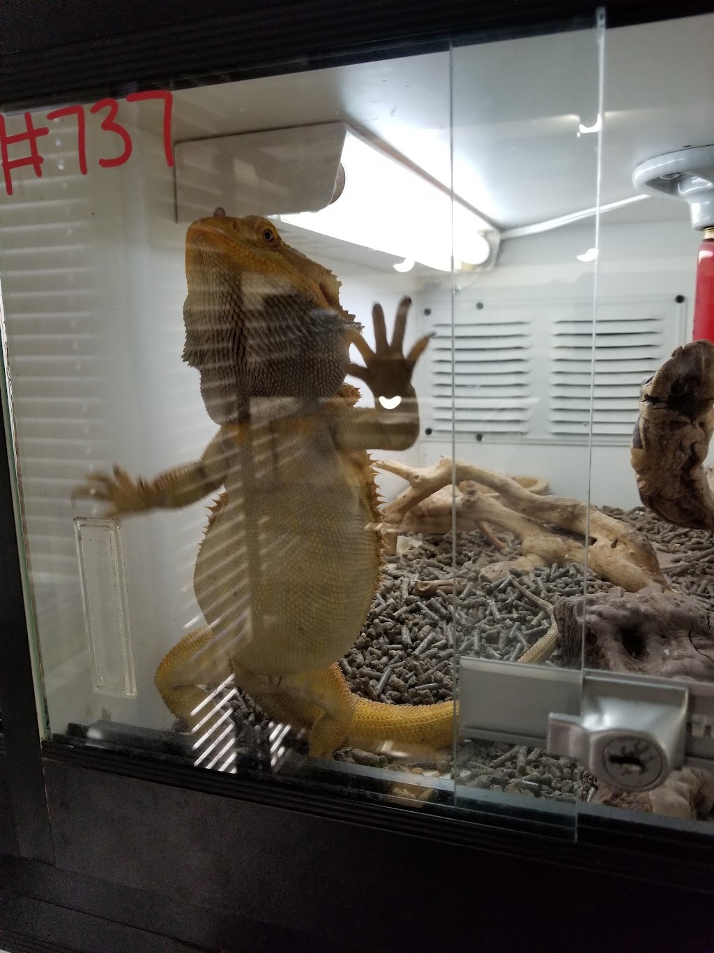 Reptile Island | 3960 Prospect Ave S, Yorba Linda, CA 92886, USA | Phone: (714) 524-8442