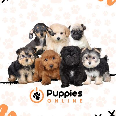 Little Puppies Online | 16149 Wooster Rd, Mt Vernon, OH 43050, United States | Phone: (740) 827-2628