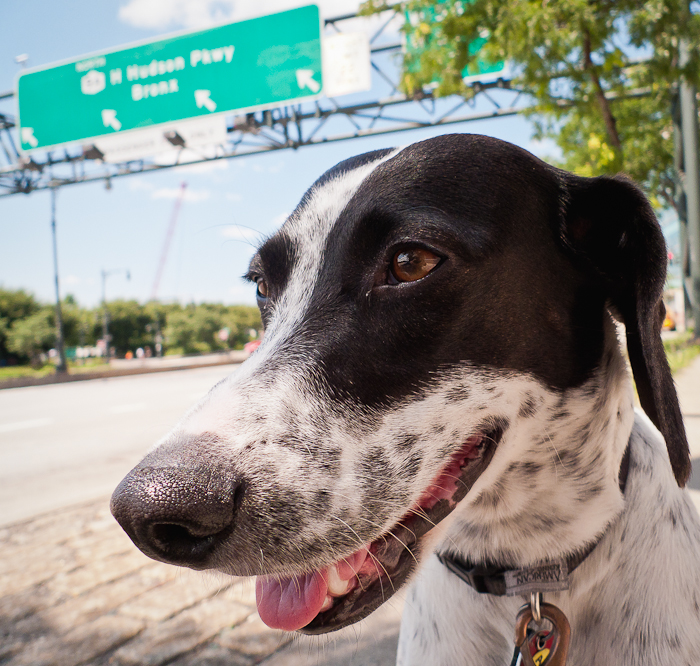 King Pup | 27 Loisaida Ave #3A, New York, NY 10009, USA | Phone: (917) 683-2229