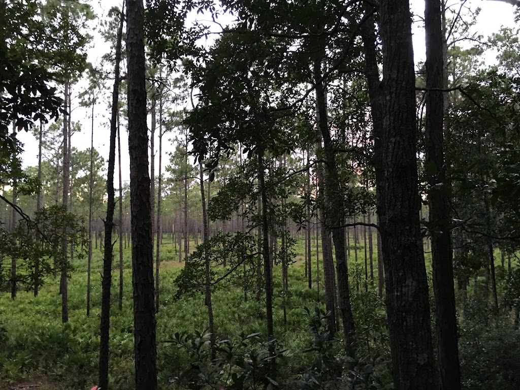 Jennings State Forest | 1337 Long Horn Rd, Middleburg, FL 32068, USA | Phone: (904) 291-5530