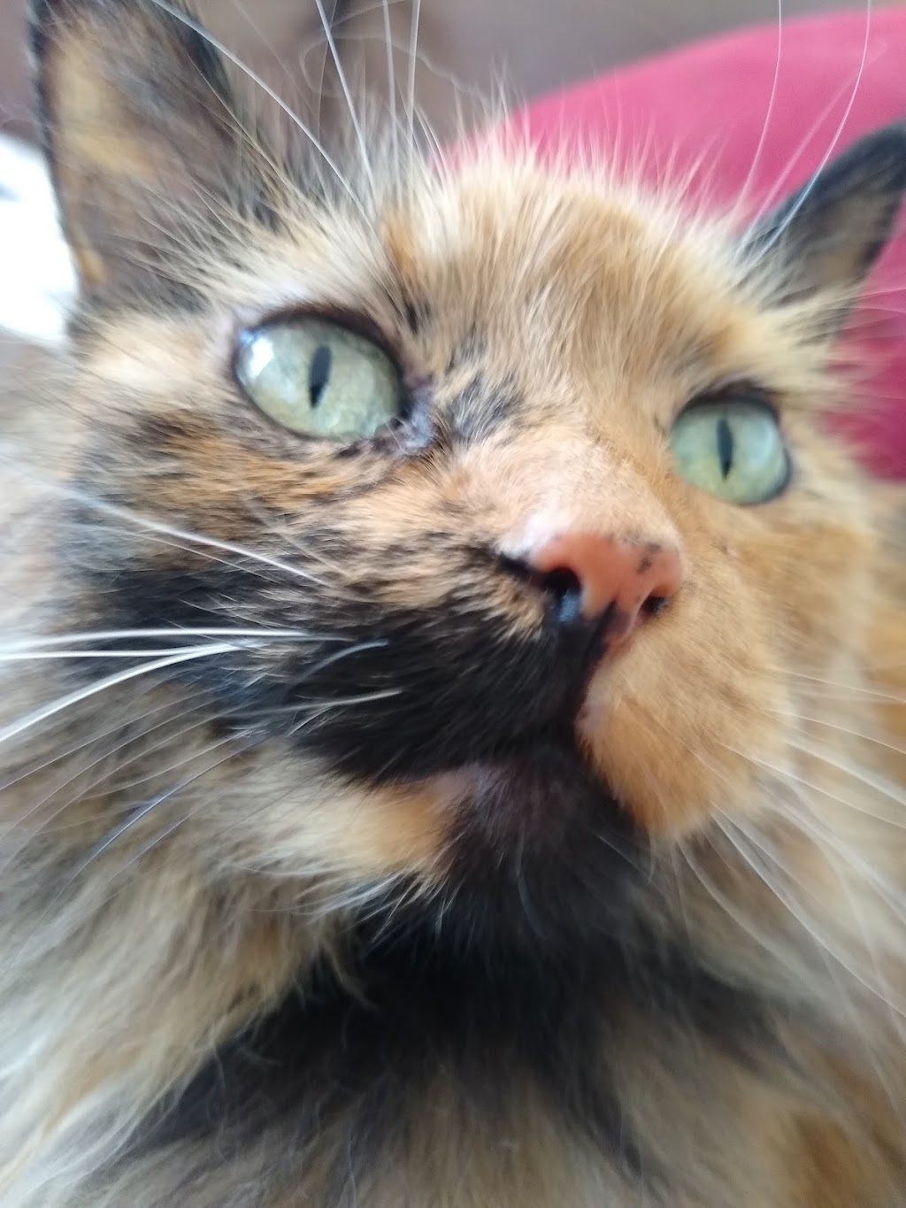 Melrose Veterinary Hospital | 1680 S Melrose Dr #104, Vista, CA 92081, USA | Phone: (760) 727-5151