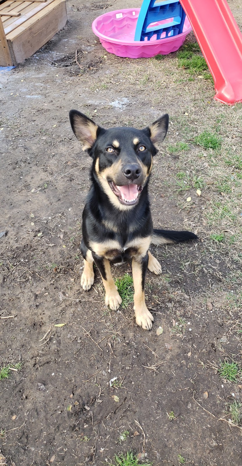 CareVet of Honor Heights | 4011 W Okmulgee Ave, Muskogee, OK 74401, USA | Phone: (918) 682-6652