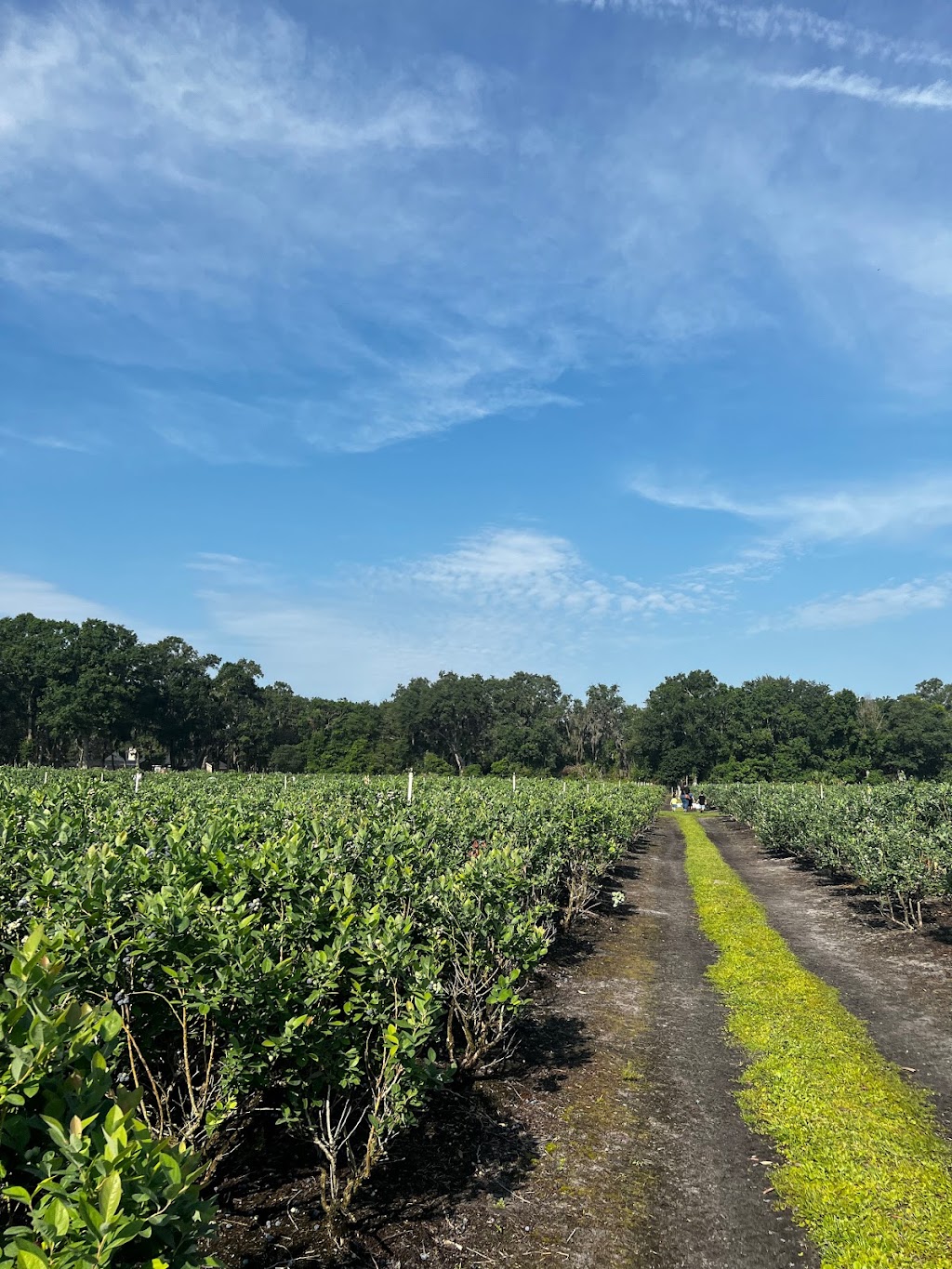 Lyna Berry Farm | 11920 Neal Rd, Lithia, FL 33547, USA | Phone: (813) 728-9132