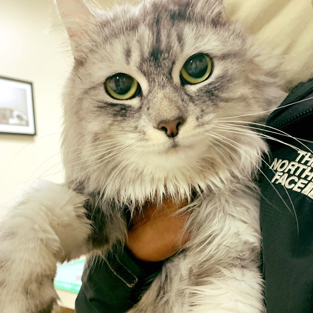 Town & Country Veterinary Hospital | 2010 N Salem St, Apex, NC 27523, USA | Phone: (919) 363-6363